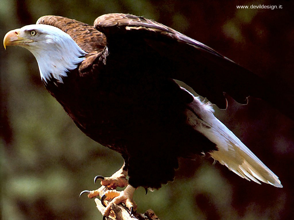 canadian_rockies_csg075_BaldEagle copia